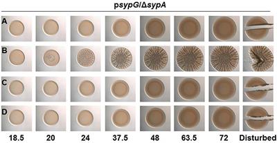 Corrigendum: Assessing the function of STAS domain protein SypA in Vibrio fischeri using a comparative analysis